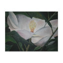 magnolia flower oil painting postcards