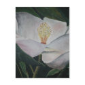 magnolia flower oil painting postcards