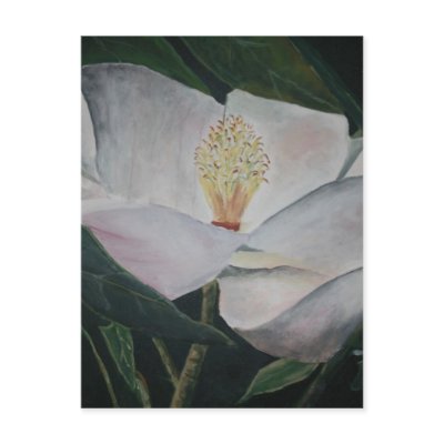 magnolia flower oil painting post cards by dereklovessheila