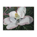 magnolia flower painting acrylic wall art postcards