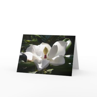 magnolia flower photography greeting card art by dereklovessheila