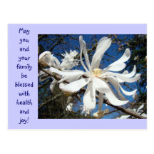 Magnolia Flower postcards Blue Sky Floral cards