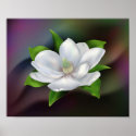 Magnolia Flower posters