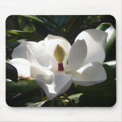 magnolia flower tree flowers photography mousepad by dereklovessheila
