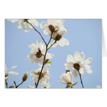 MAGNOLIA FLOWERS 38 Cards Art Gifts Mugs
