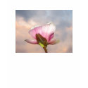Magnolia In Sky t-shirts