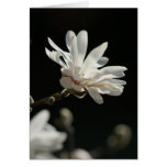 Magnolia in the Sun Greeting Card