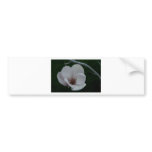 Magnolia - Make a wish bumper stickers