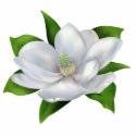 Magnolia photo sculptures