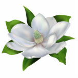 Magnolia photo sculptures