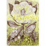 Magnolia