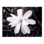 Magnolia Post Card
