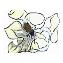 Magnolia Post Cards