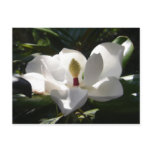 magnolia post cards flower tree magnolias photo postcards