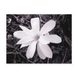 Magnolia Post Card