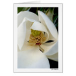 Magnolia Swirl Greeting Cards