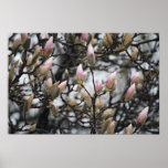 Magnolia Tree Buds in Spring before blossoms Posters