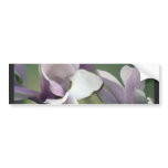 Magnolia Tree Bumper Sticker bumper stickers