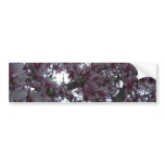 Magnolia Tree in Bloom bumper stickers