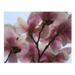 Magnolia Tree in Bloom Postcard