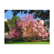 Magnolia Tree Postcard postcards