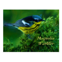 Magnolia Warbler Post Card
