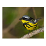 Magnolia Warbler Post Cards