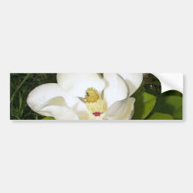 Magnolia White Bumper Sticker