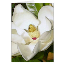 Magnolia White Card