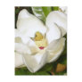 Magnolia White Post Cards
