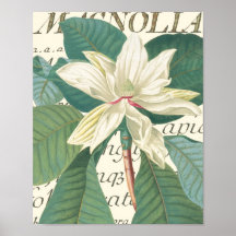 Magnolia with calligraphic detail posters