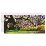 Magnolias and Forsythias rack cards