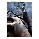 Mahogany Tree cards