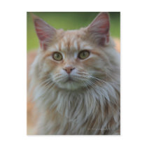 Main coon cat postcards