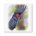 Main Palm COCKATOO Pet Bird magnets