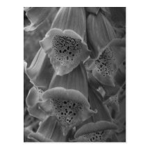Maine_Black+White_114 Post Cards