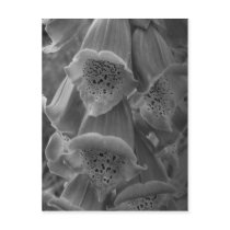 Maine_Black+White_114 Post Cards