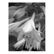 Maine_Black+White_154 Post Cards