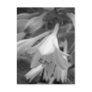 Maine_Black+White_154 Post Cards