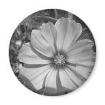 Maine_Black+White_155 magnets