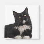 Maine Coon (15 months old) Fridge Magnets