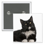 Maine Coon (15 months old) Pinback Button