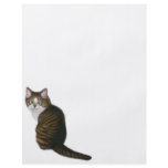 Maine Coon Cat Flyer