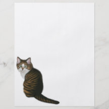 Maine Coon Cat Flyer