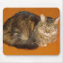 Maine Coon Cat