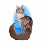 MAINE Coon Cat t-shirts