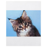 Maine Coon flyers