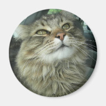 Maine Coon kitty Magnets