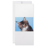 Maine Coon rack cards