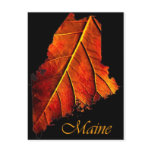Maine Fall Photo Foliage | Maine Autumn Foliage Post Cards